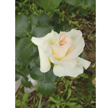 Närbild på en blommande ros med vita kronblad, rosa mitt och gröna blad.