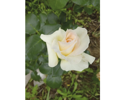 Närbild på en blommande ros med vita kronblad, rosa mitt och gröna blad.