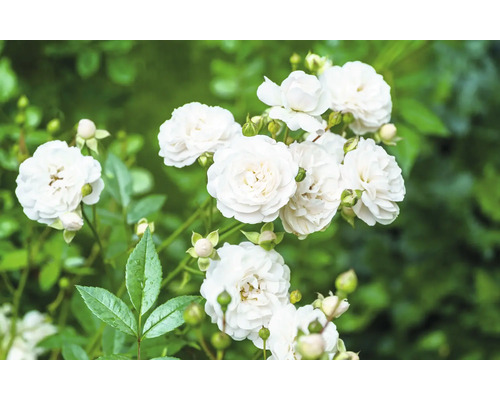 Klunga av vitblommande rosor med gröna blad och knoppar på en rosenbuske.