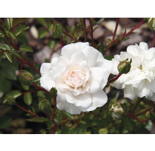 Vit ros med ljusrosa mitt, gröna blad och knoppar på taggiga stjälkar i en trädgård.