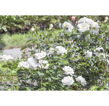 Vita rosor i full blom på rosenbuskar med knoppar i trädgården.