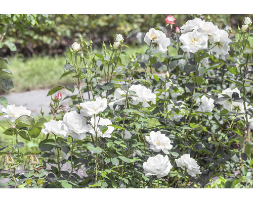 Vita rosor i full blom på rosenbuskar med knoppar i trädgården.