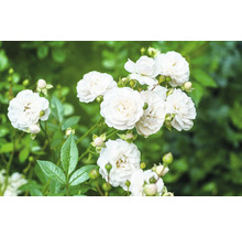Klunga av vitblommande rosor med gröna blad och knoppar på en rosenbuske.