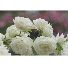 Vita rosor i full blom med fyllda blommor och gröna blad.