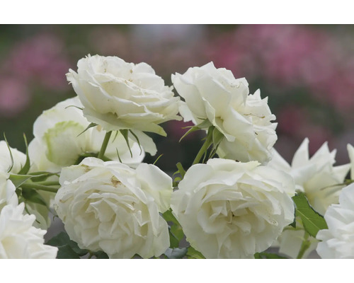 Vita rosor i full blom med fyllda blommor och gröna blad.