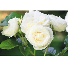 Blommande vita rosor med krämfärgade kronblad och gröna blad.