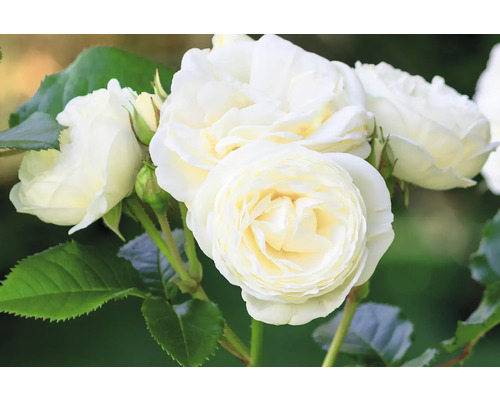 Blommande vita rosor med krämfärgade kronblad och gröna blad.