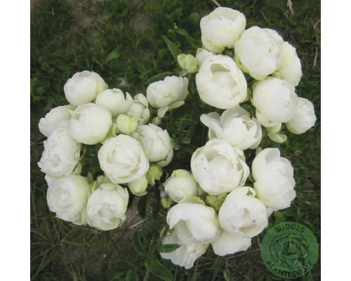 Vita blommande rosor i en klunga med Buddes Planteskole Logo.