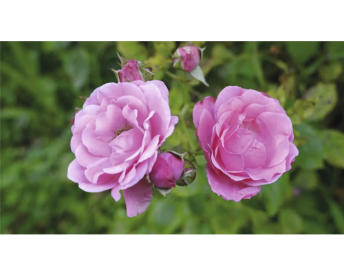 Två blommande rosa rosor med flera knoppar.