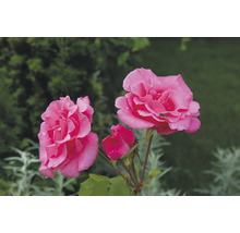 Närbild på två blommande rosa rosor och en knopp på en rosenbuske.