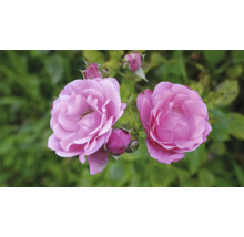 Två blommande rosa rosor med flera knoppar.