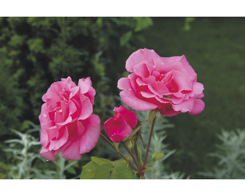 Närbild på två blommande rosa rosor och en knopp på en rosenbuske.