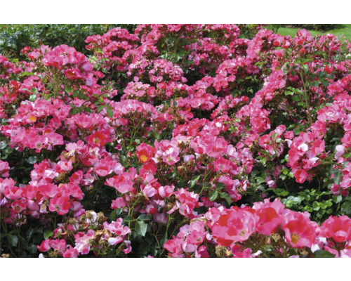 Blommande rosa marktäckande rosor med gröna blad i en tät rabatt.