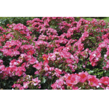 Blommande rosa marktäckande rosor med gröna blad i en tät rabatt.