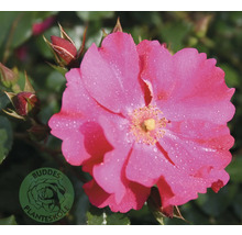 Rosa rosblomma med vattendroppar på kronbladen och oöppnade knoppar. Buddes Planteskole Logo.