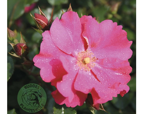 Rosa rosblomma med vattendroppar på kronbladen och oöppnade knoppar. Buddes Planteskole Logo.