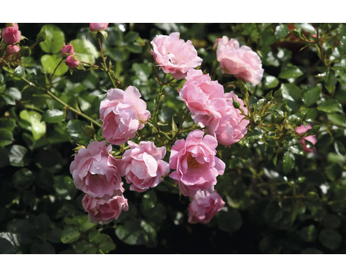 Rosa fyllda rosenblommor på en rosenbuske med gröna blad och vattendroppar.