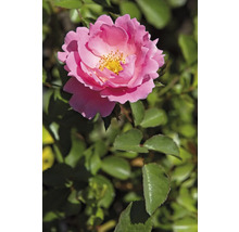 En rosa blommande ros med gul mitt och gröna blad.