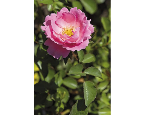 En rosa blommande ros med gul mitt och gröna blad.