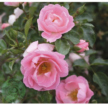 Blommande rosa rosor med gröna blad och knoppar. Buddes Planteskole Logo.