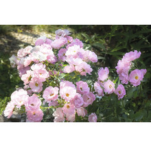 Dvärgros Lupo med många ljusrosa blommor och grönt bladverk.