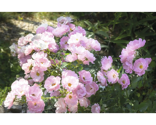 Dvärgros Lupo med många ljusrosa blommor och grönt bladverk.