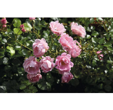 Rosa fyllda rosenblommor på en rosenbuske med gröna blad och vattendroppar.