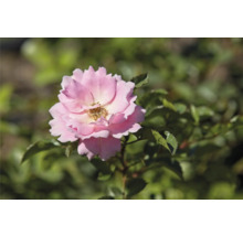 Rosa ros med gult centrum och gröna blad.