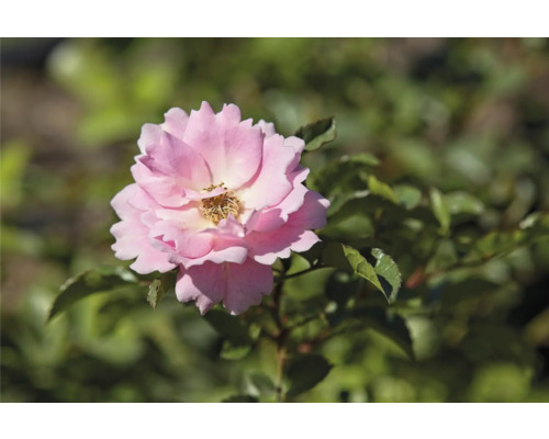 Rosa ros med gult centrum och gröna blad.