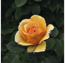 Gul ros i full blom framför gröna blad.