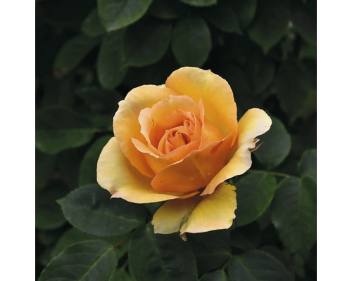 Gul ros i full blom framför gröna blad.