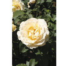 Blommande krämvit ros med gult centrum och gröna blad.