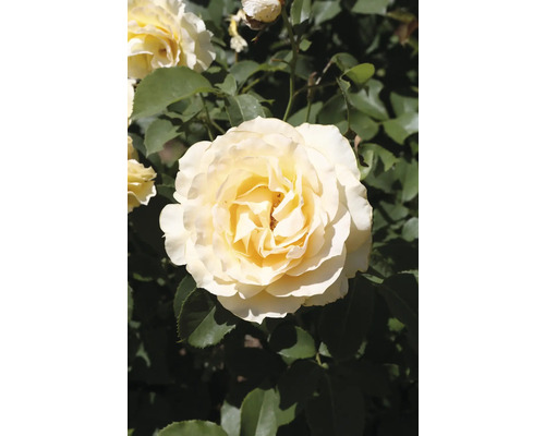 Blommande krämvit ros med gult centrum och gröna blad.