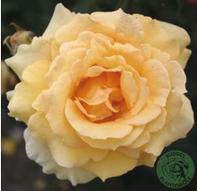 Gul ros i full blom med många kronblad. Buddes Planteskole Logo.