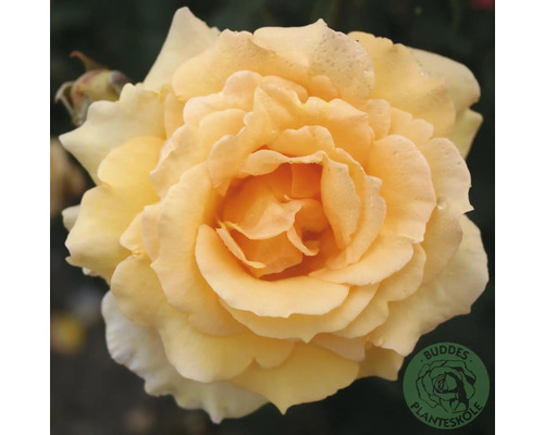 Gul ros i full blom med många kronblad. Buddes Planteskole Logo.