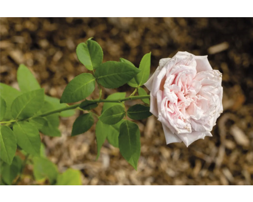 Ljusrosa ros med många kronblad och gröna blad.