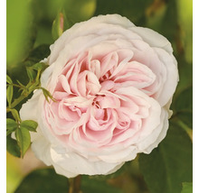 Närbild av en fylld ros i ljusrosa och vitt med gröna blad.
