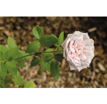 Ljusrosa ros med många kronblad och gröna blad.