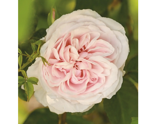 Närbild av en fylld ros i ljusrosa och vitt med gröna blad.