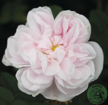 Närbild på en fylld ros i ljusrosa med många kronblad och gul mitt. Buddes Planteskole Logo.