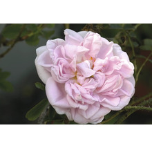 Närbild på en blommande, ljusrosa fylld ros i trädgården.