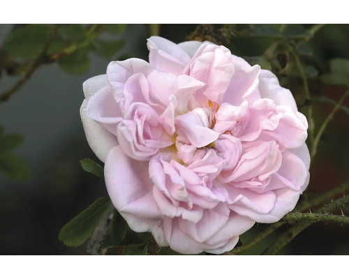 Närbild på en blommande, ljusrosa fylld ros i trädgården.