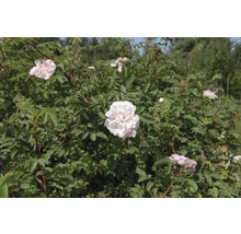 Buskros med ljusrosa fyllda blommor och gröna blad i en trädgård.