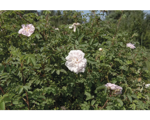 Buskros med ljusrosa fyllda blommor och gröna blad i en trädgård.