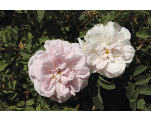 Två blommande buskrosor i vitt och ljusrosa med gröna blad i bakgrunden.