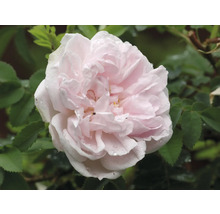 Ljusrosa ros med vattendroppar på kronbladen och gröna blad.