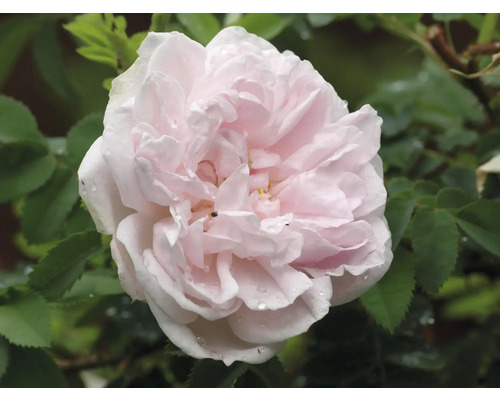 Ljusrosa ros med vattendroppar på kronbladen och gröna blad.