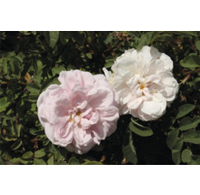 Två blommande buskrosor i vitt och ljusrosa med gröna blad i bakgrunden.