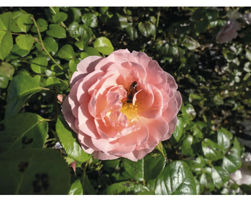 Bivänlig rosa ros med ett bi i blomman bland gröna blad.