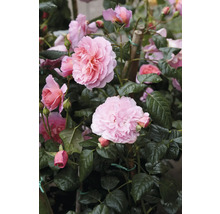 Rosa rosenbuske med fyllda blommor, knoppar och gröna blad.